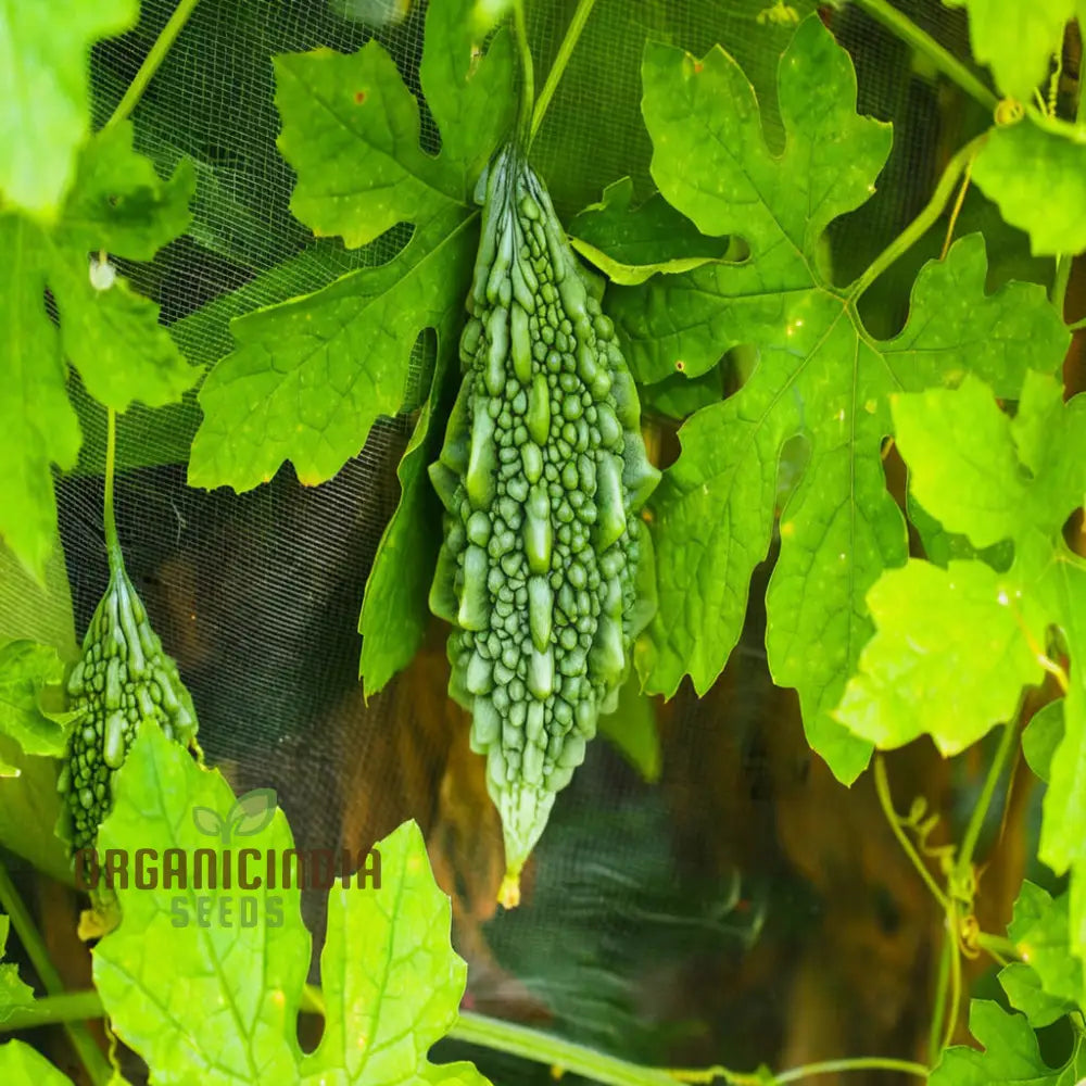 Mature Bitter Gourd Plant with Climbing Vines from Seeds