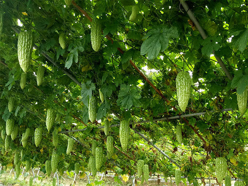 Bitter Gourd Vine on Trellis, Home Garden Bitter Melon from Seeds