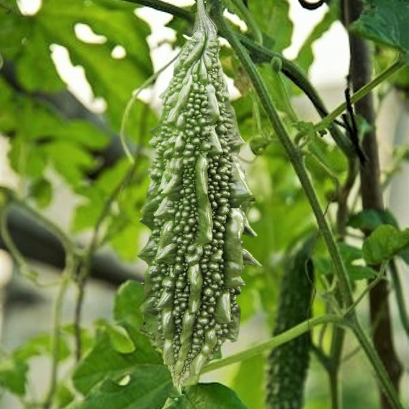Jounpuri Bitter Melon Growing in Container, Easy-to-Grow Vegetable Seeds