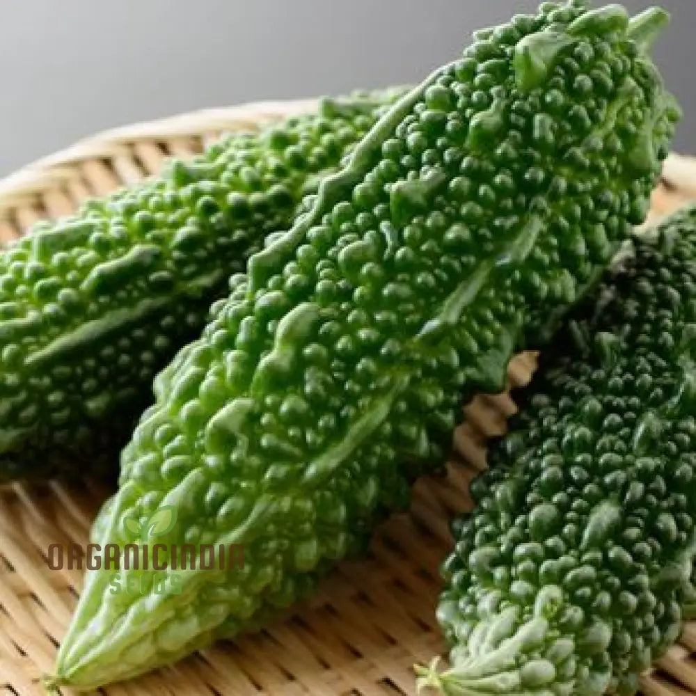 Jounpuri Bitter Melon Seeds for Planting, Home Garden Vegetable Seeds