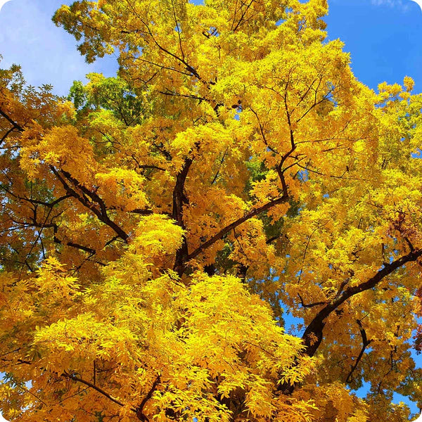 Bitternut Hickory Seeds (Carya cordiformis) for Planting – Hardy Native Tree