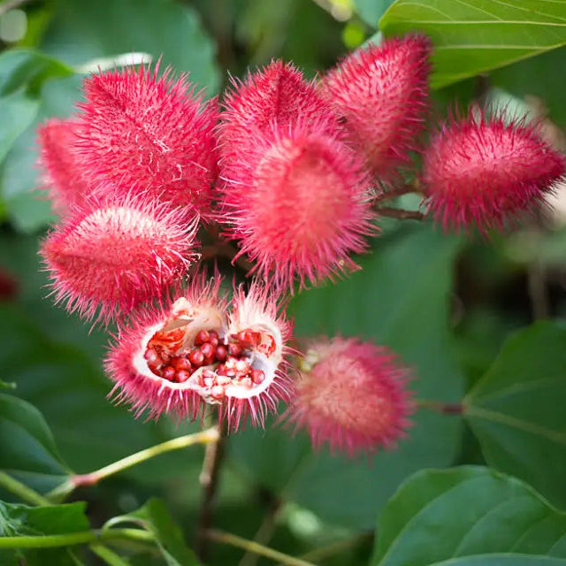 Bixa Orellana Seeds For Planting Add Vibrancy To Your Garden With Annatto Tree