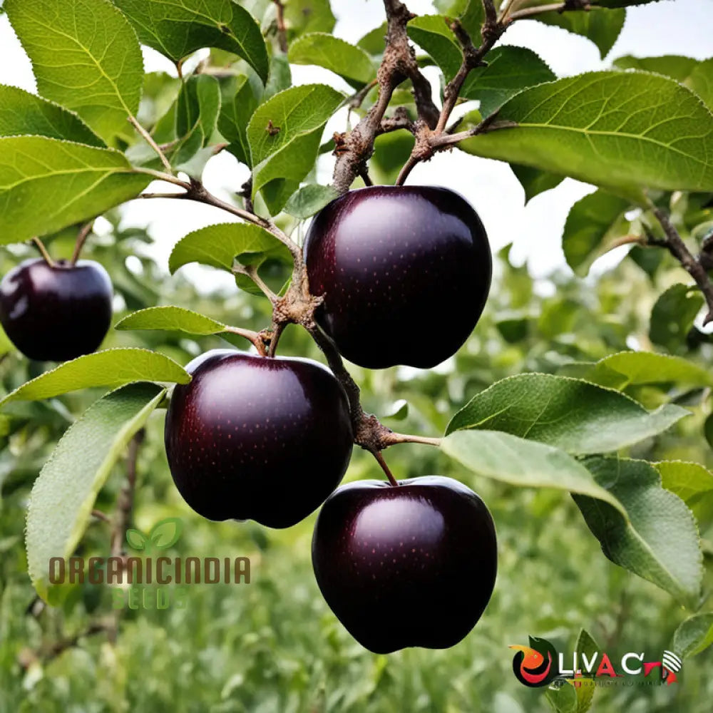 Black Apple Seeds for Planting Exotic Dark-Skinned Apples