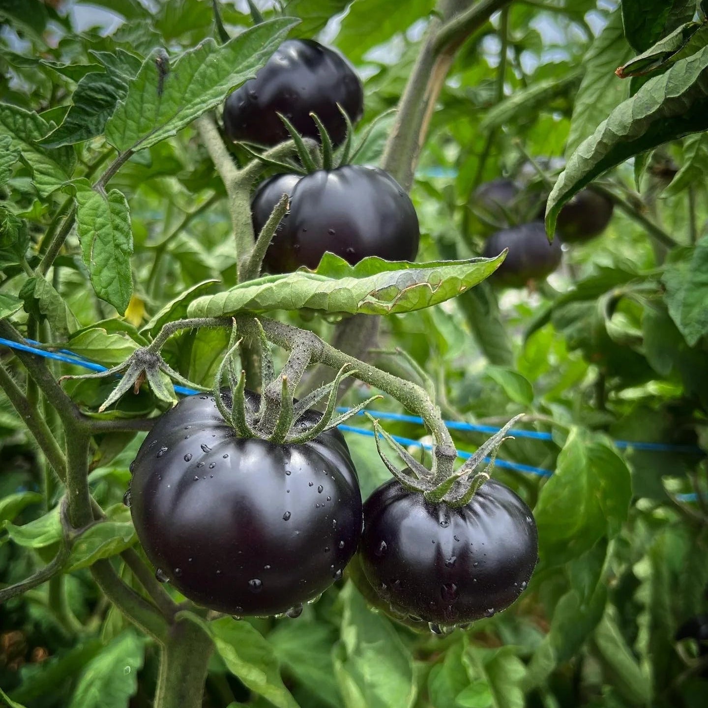 Black Beauty Tomato Seedlings Growing from Heirloom Seeds