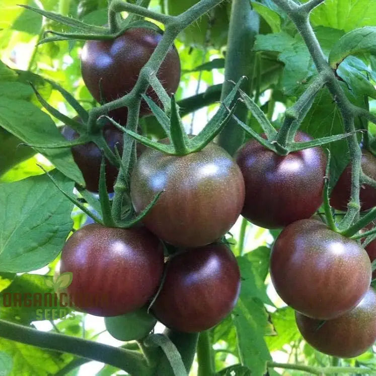 Homegrown Black Cherry Tomato Harvest from Seeds