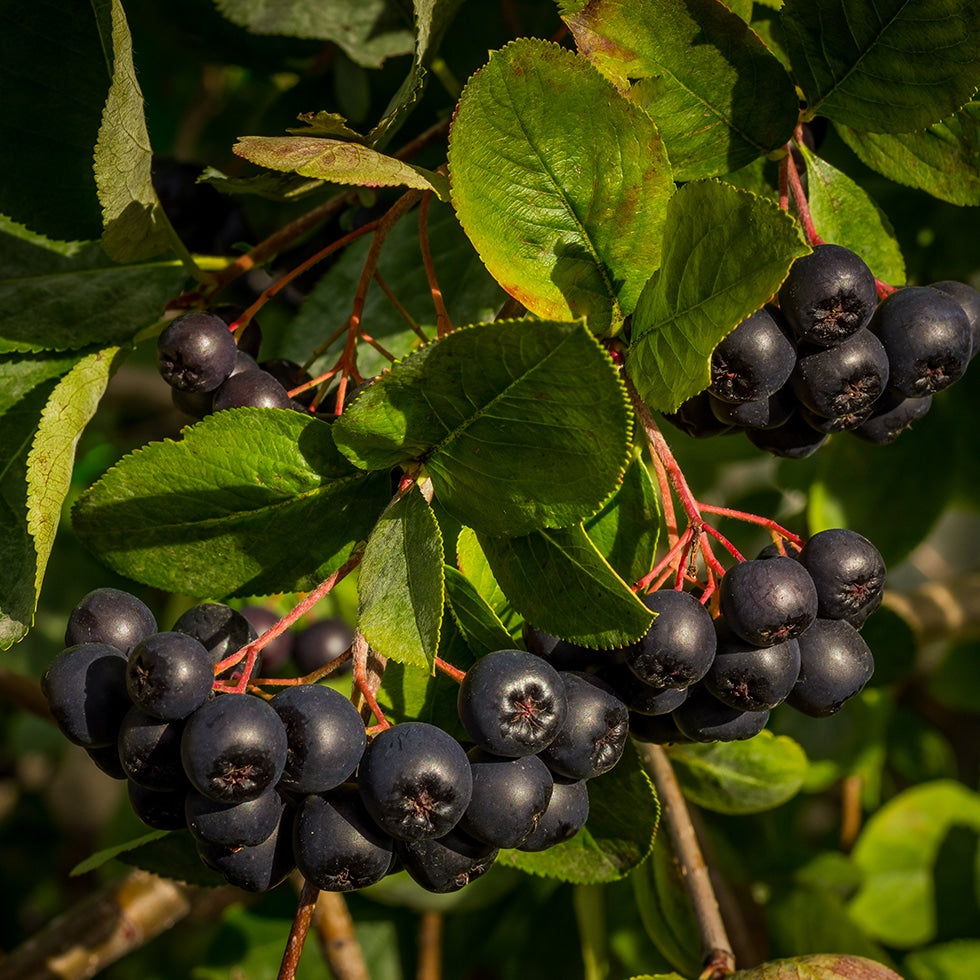 Black Chokeberry seeds for planting hardy shrub