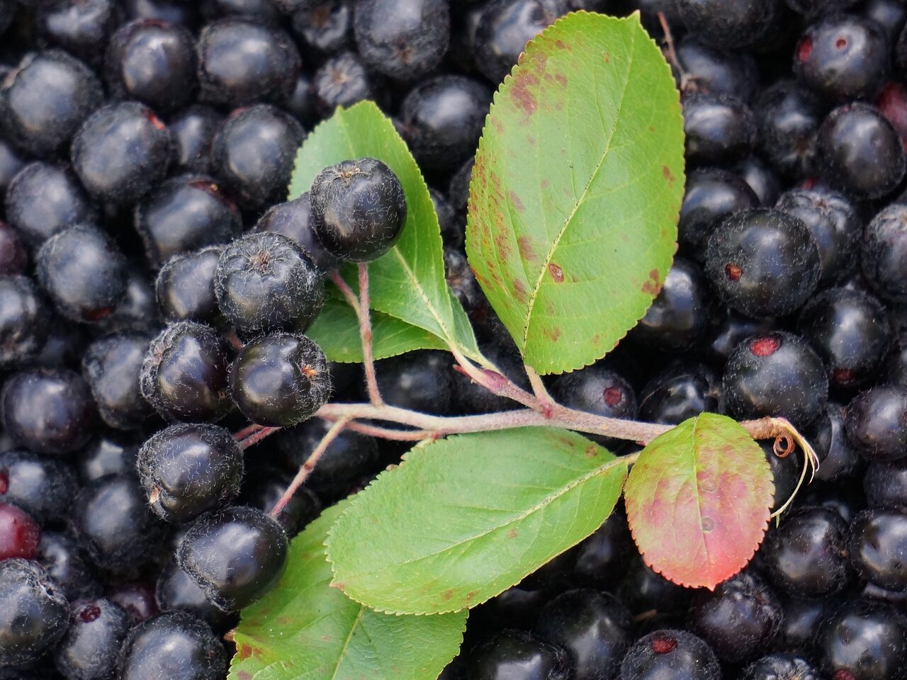 Black chokeberry shrubs growing in outdoor garden