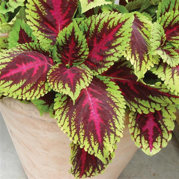 Black Dragon Coleus ornamental plant
