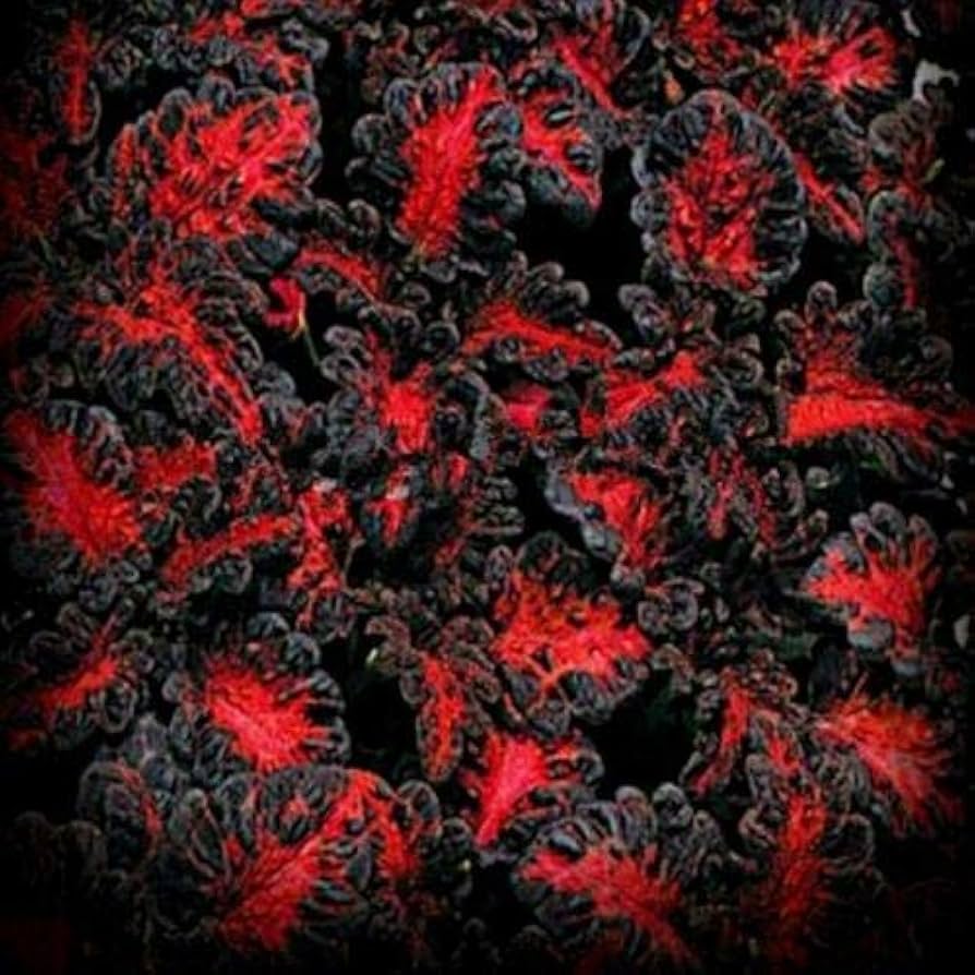 Black Dragon Lulu Coleus seeds deep burgundy foliage