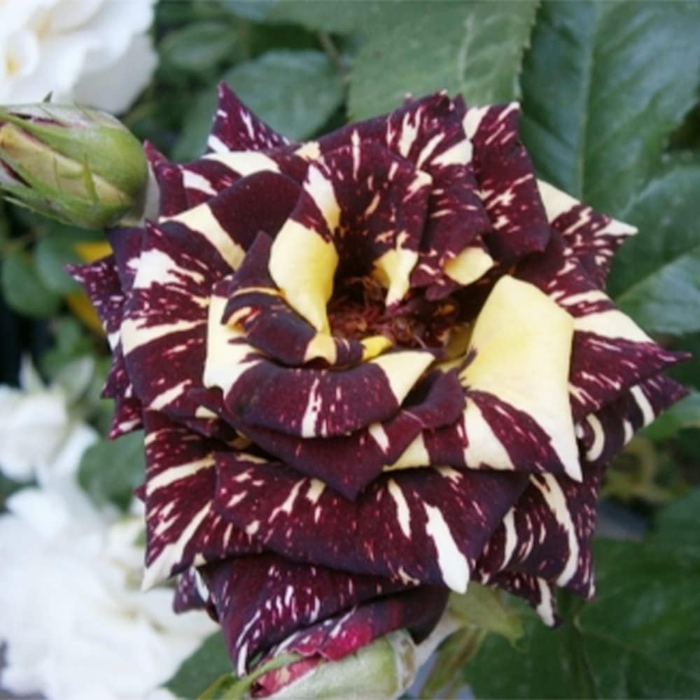 Black Dragon Rose Plants in Garden Borders