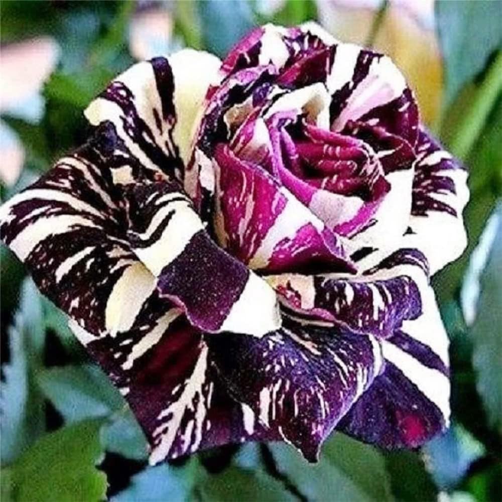 Black Dragon Rose Seeds for Garden Planting