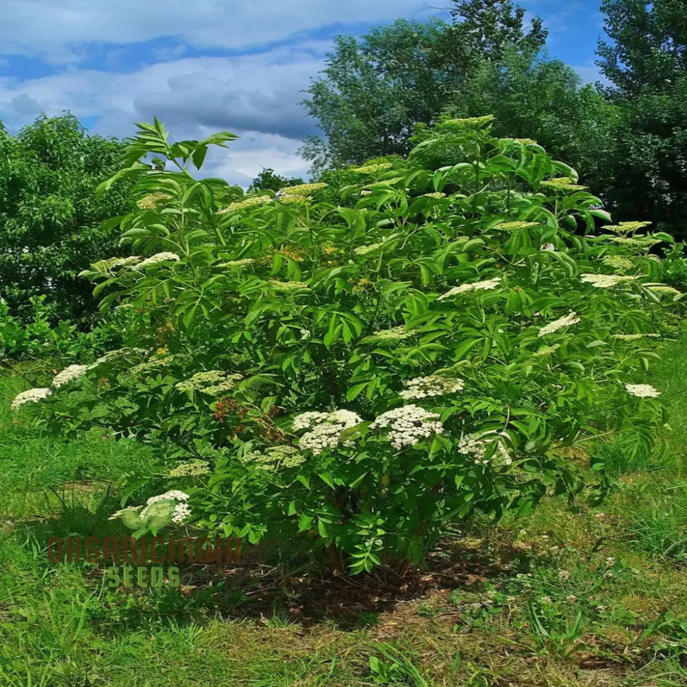 Black elderberry plant seeds for growing hardy productive shrubs