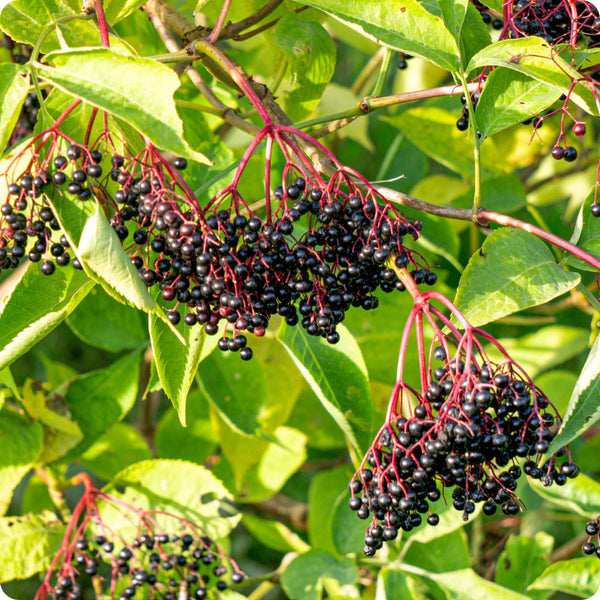 Black Elderberry seeds for planting