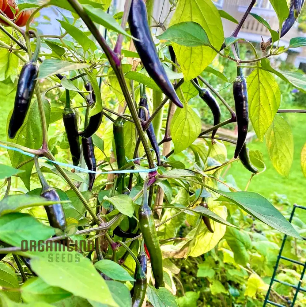Black Fangs Pepper Seeds for Home Garden, Organic Hot Pepper Seeds
