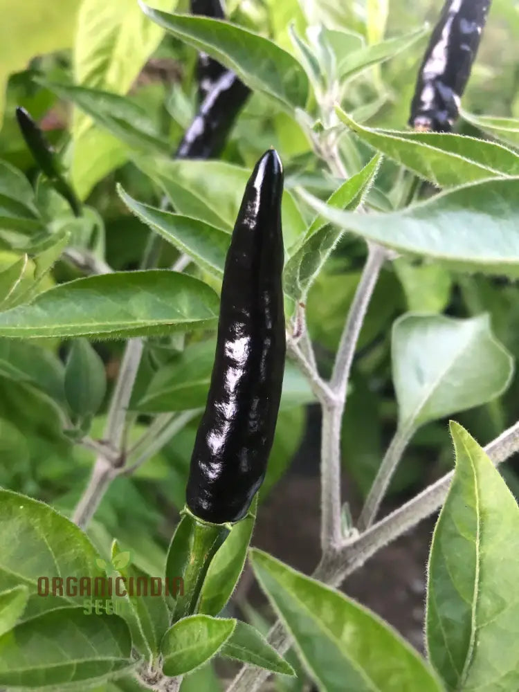 Harvested Black Fangs Peppers from Organic Seeds, Hot Pepper Variety