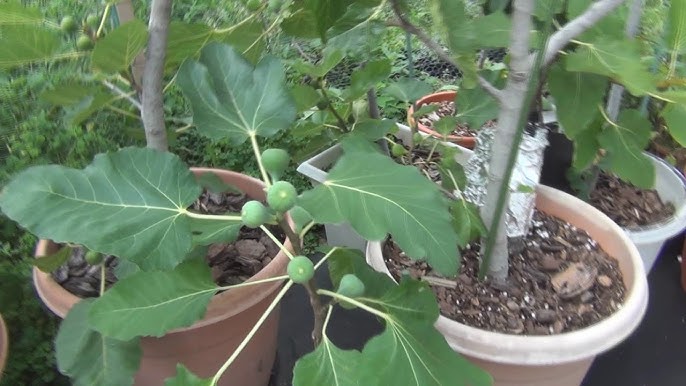 Black Fig Plant Seeds for Warm and Mediterranean Climates