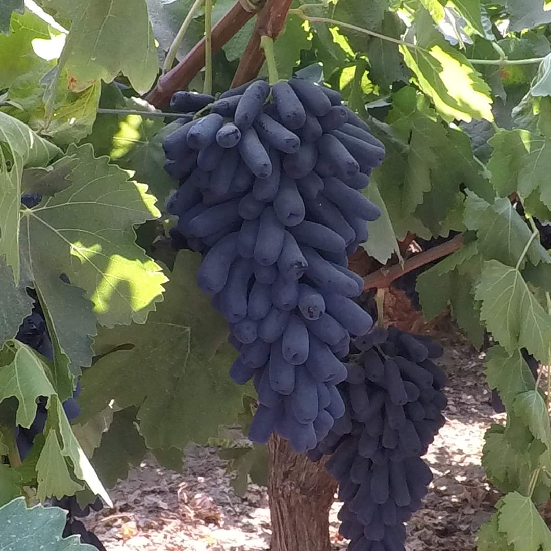Non-GMO Black Finger grape seeds for planting grapevines