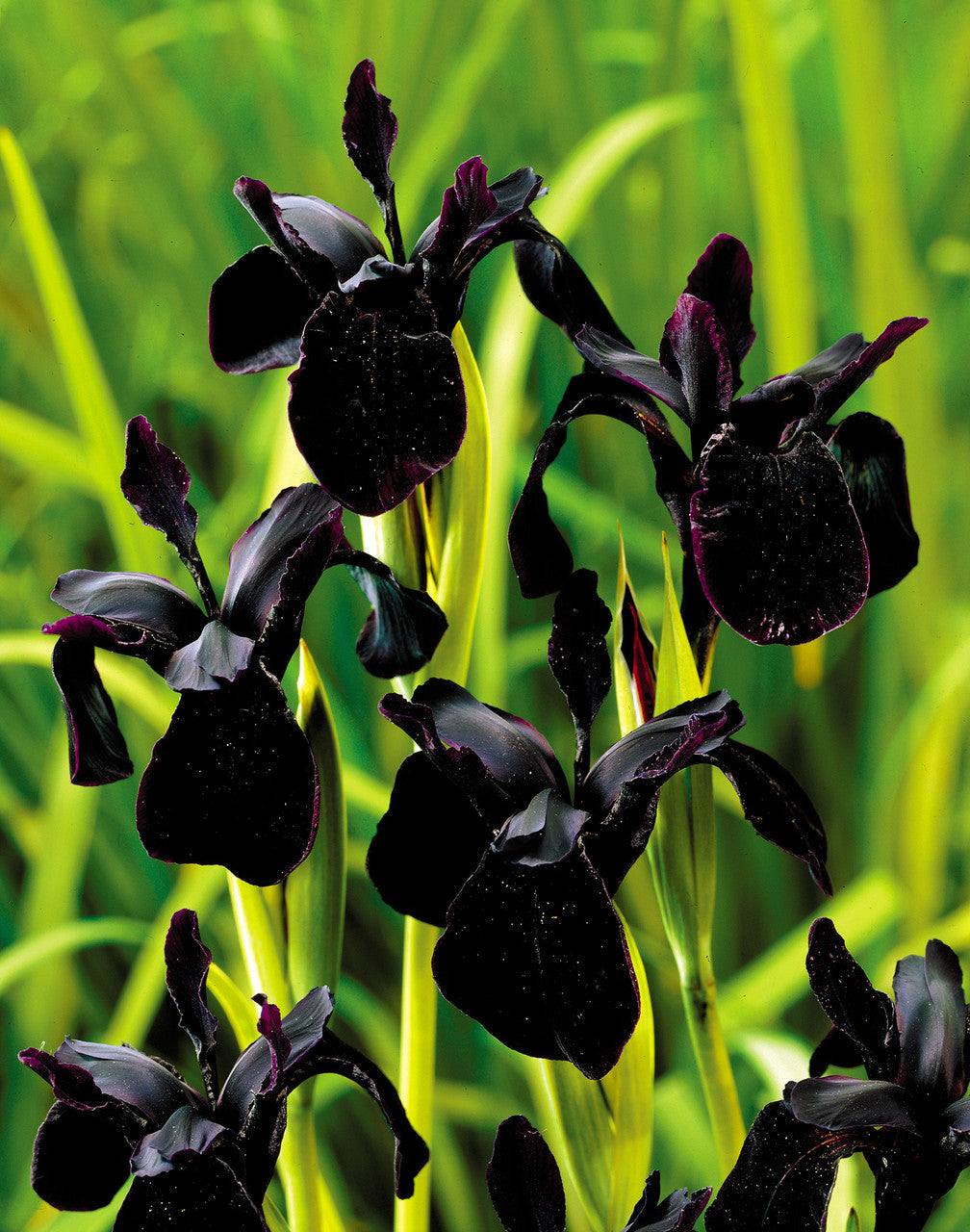 Black Iris plants in a landscape garden