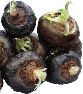 Black Maca seeds ginseng superfood non GMO for planting