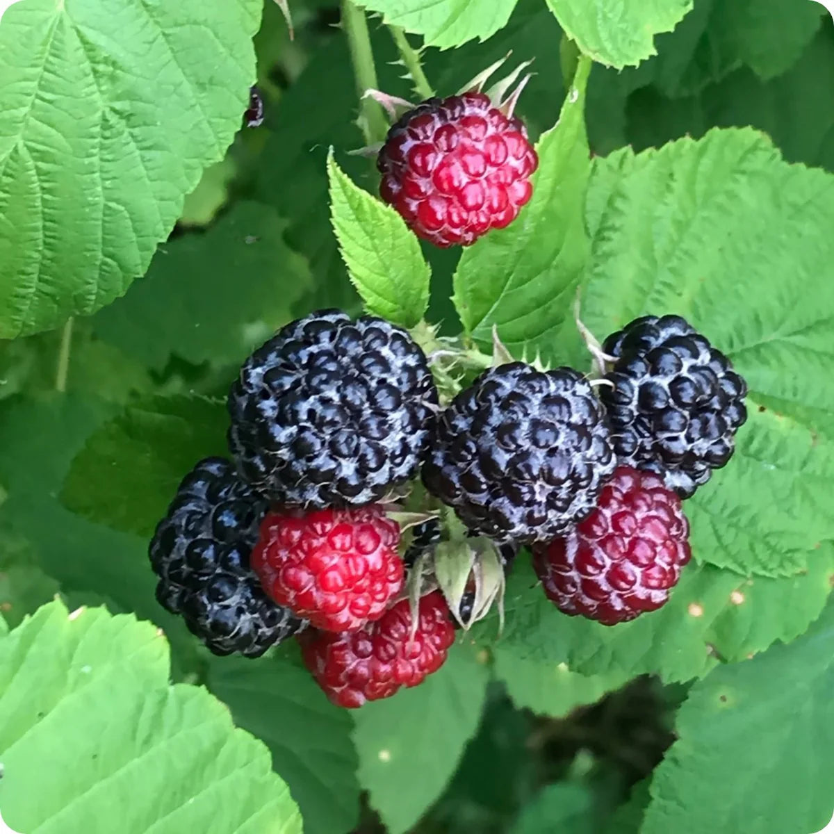 Black raspberry seeds for planting in home garden