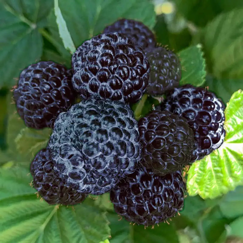 Black raspberry seeds non GMO for planting
