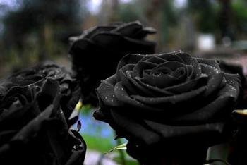 Close Up of Deep Dark Black Rose Petals