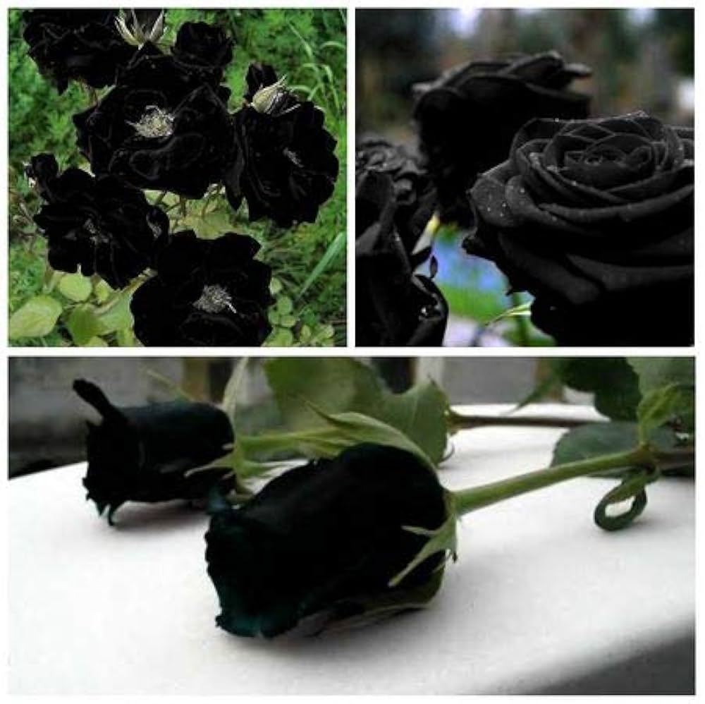 Black Rose Plants Used in Garden Borders