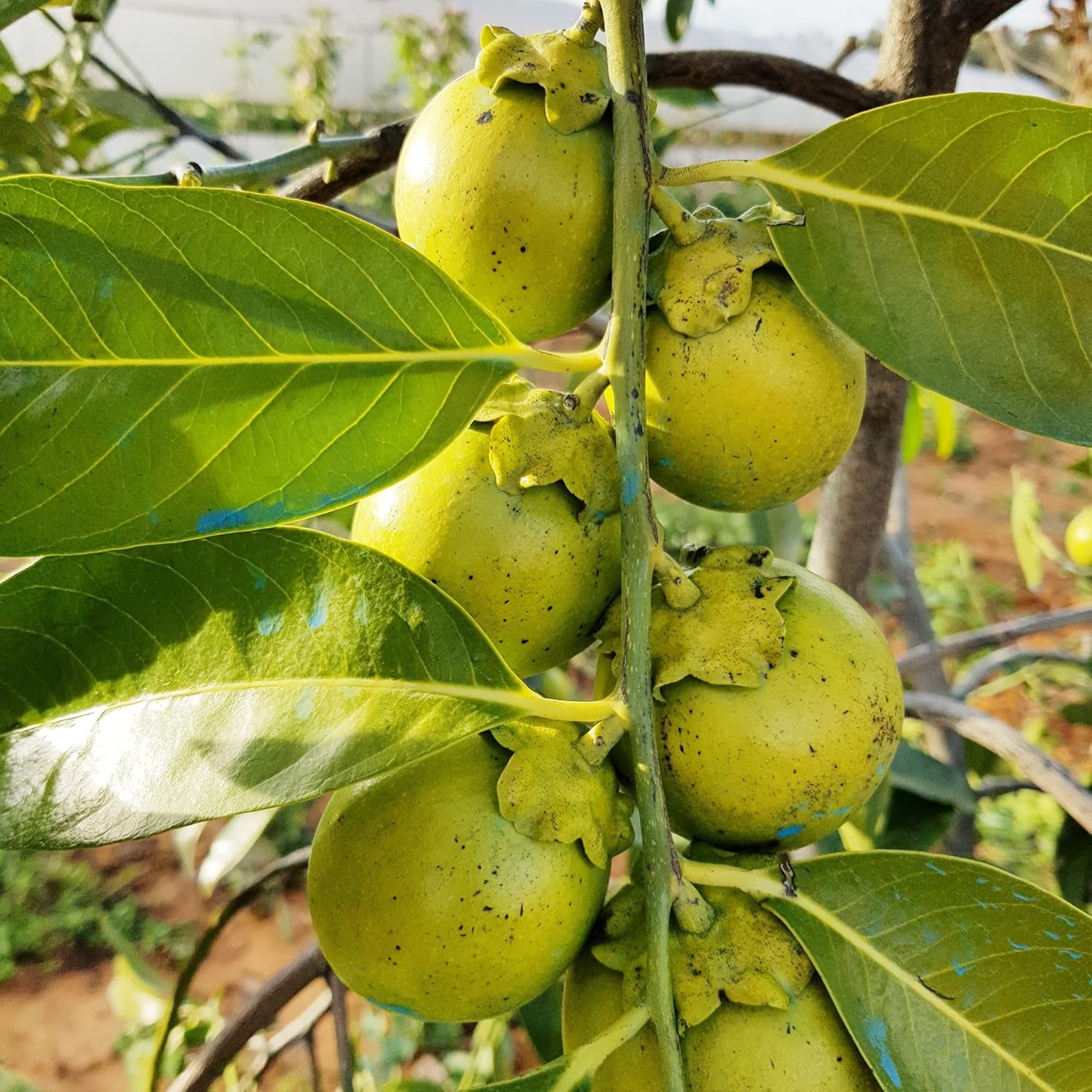 Black Sapote Seedlings Growing in Garden Soil or Containers