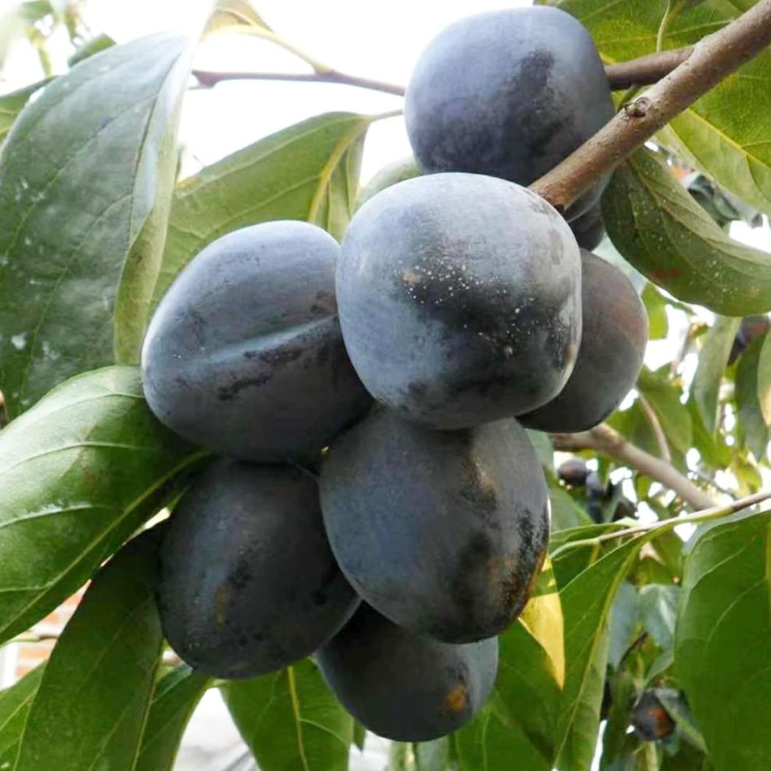 Black Sapote Seeds for Planting Chocolate Pudding Tropical Fruit