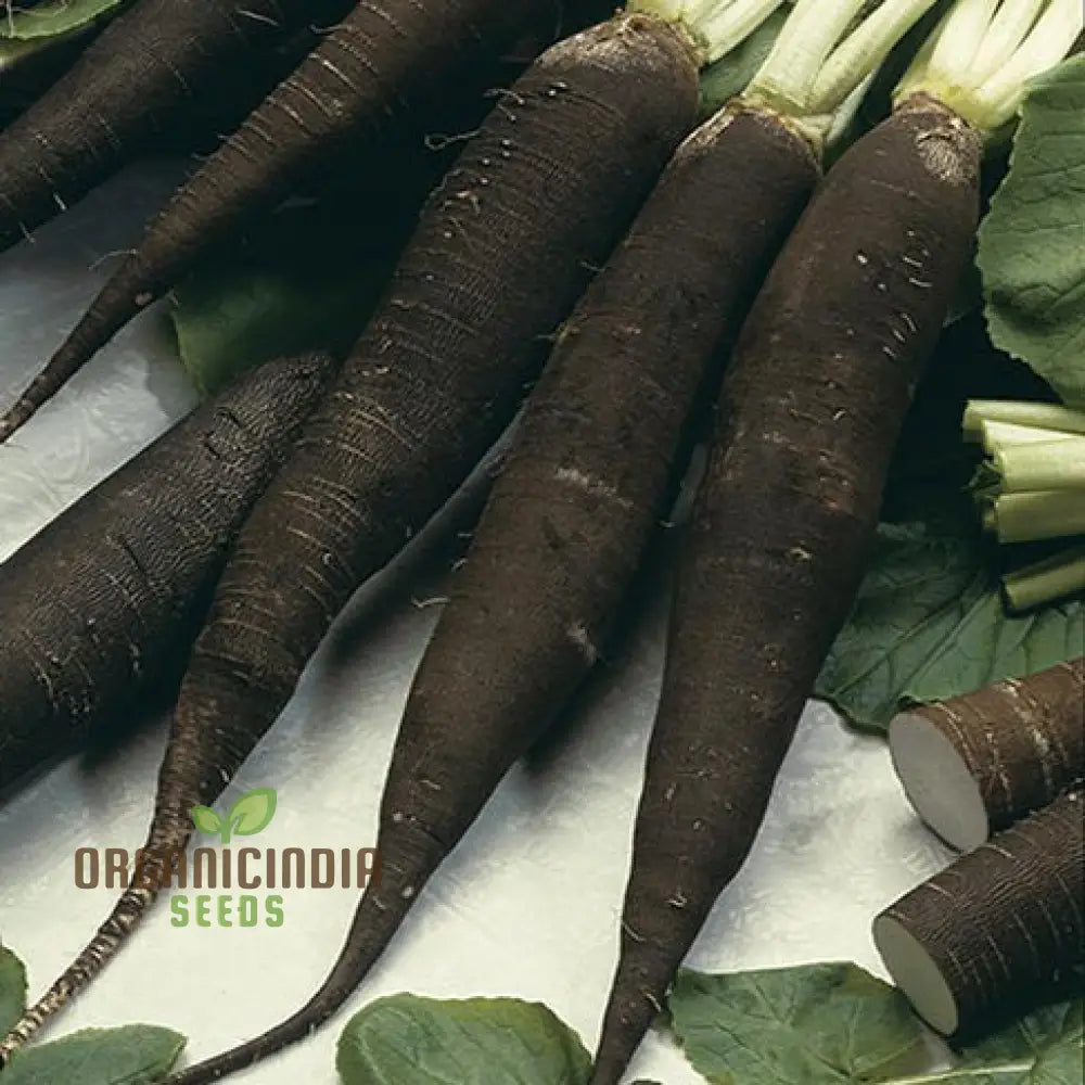 Black Spanish Long Radish Seeds for Garden, High-Yield Vegetable Seeds