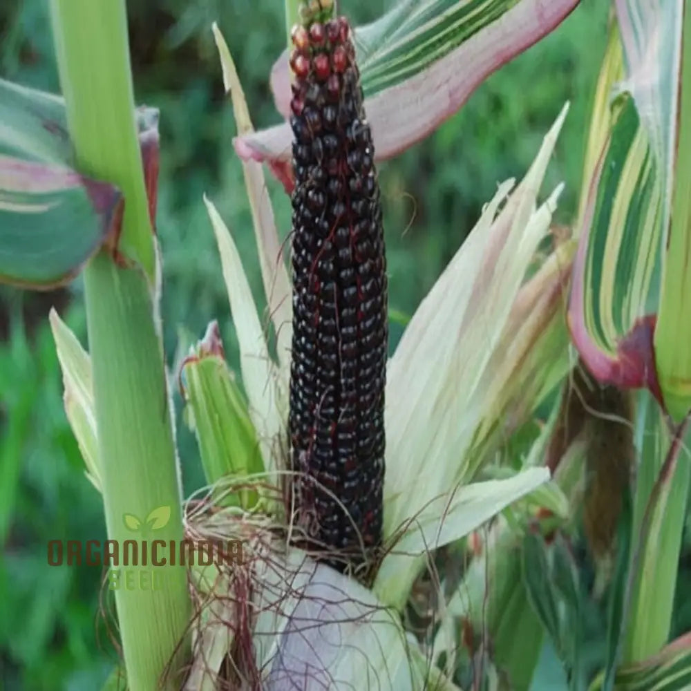 Fresh Black Sweet Corn Cobs from High Yield Variety