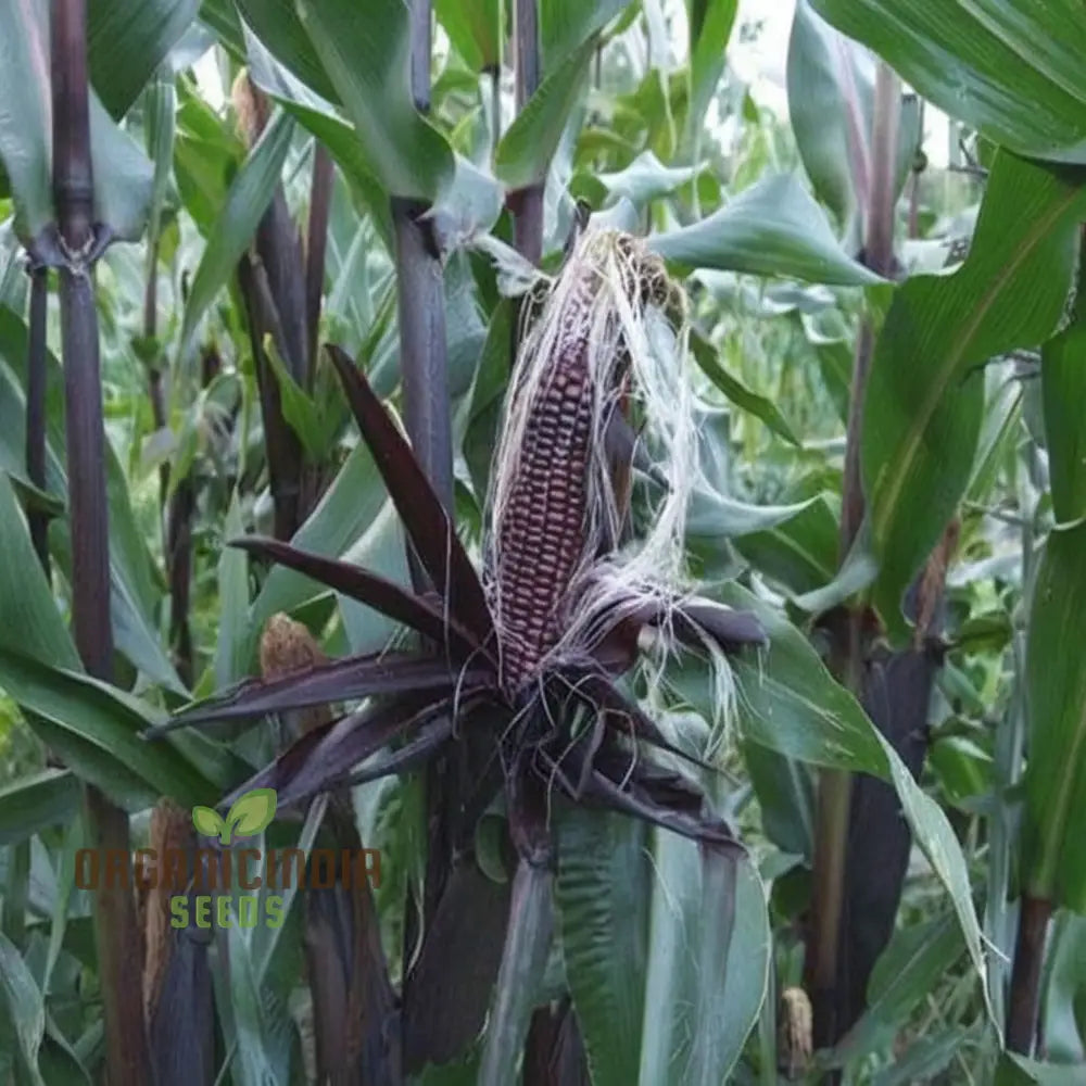 Mature Black Sweet Corn Plant with Dark Kernels
