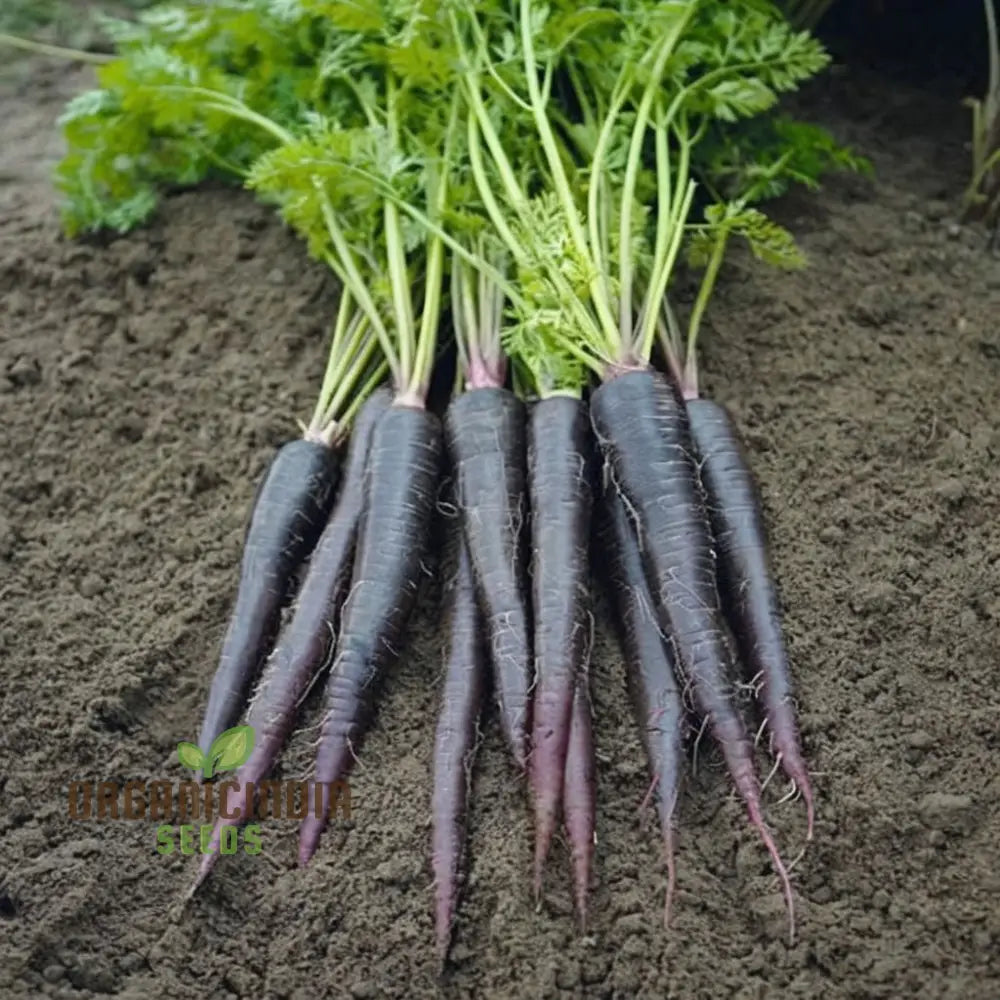 Black Wonder Carrot Seeds Packet, Non-GMO Vegetable Seeds
