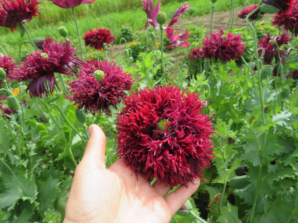 Black Swan Poppy Plants Growing in a Summer Garden