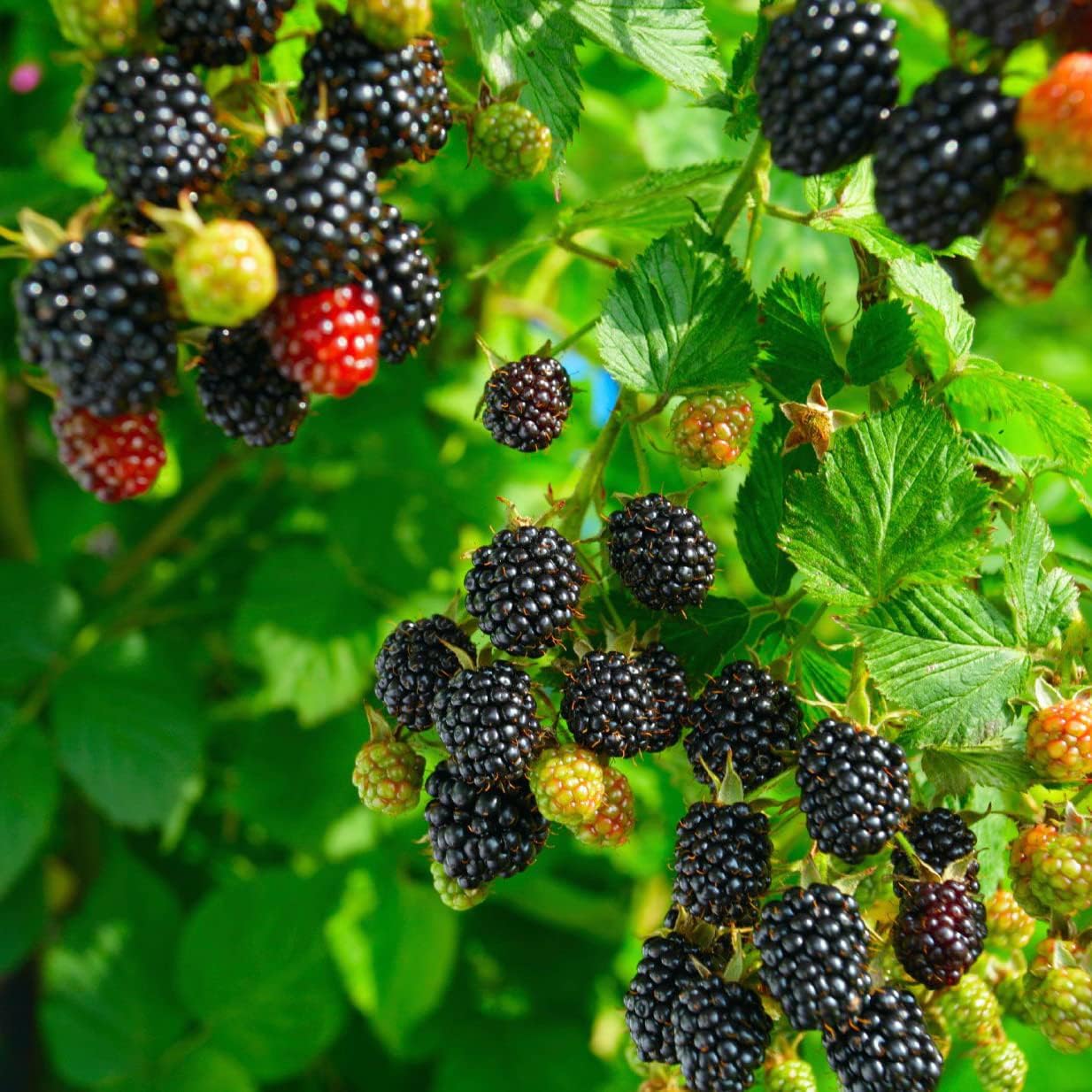 Blackberry Shrub Blooming with White Flowers and Young Fruits