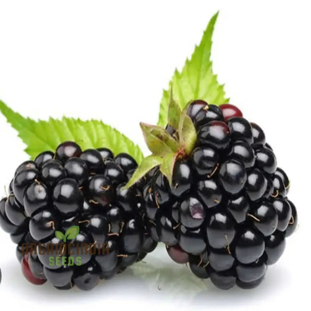 Blackberry Fruit Plant Seeds - Grow Your Own Bounty Of Juicy Berries