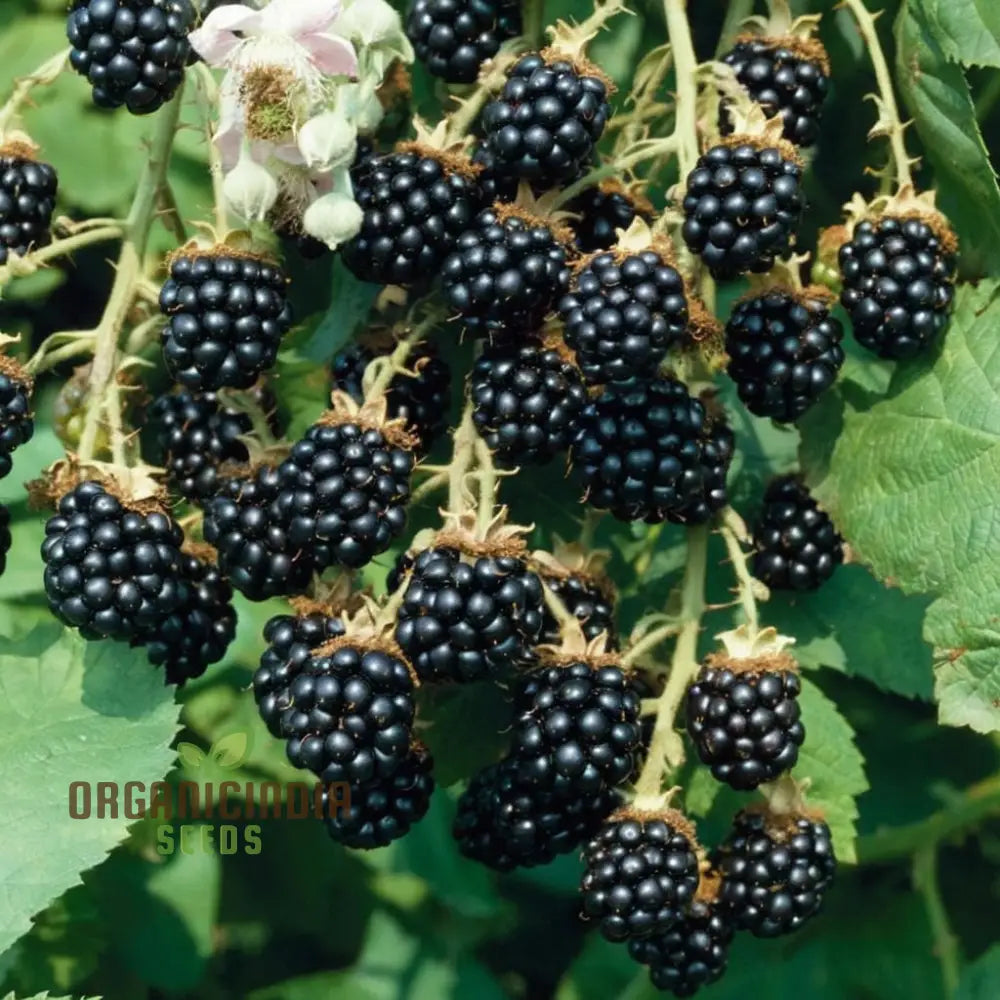 Blackberry Fruit Plant Seeds - Grow Your Own Bounty Of Juicy Berries