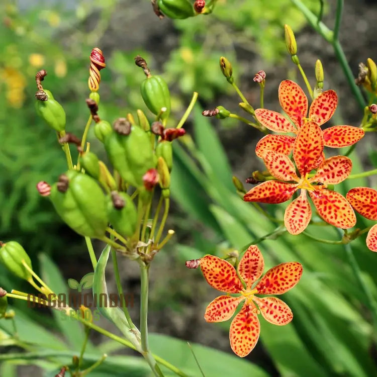 Blackberry Lily seeds for planting ornamental garden flowers