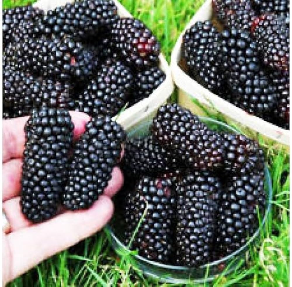 Blackberry Seeds – Rubus fruticosus Fruiting Shrub for Home Gardens
