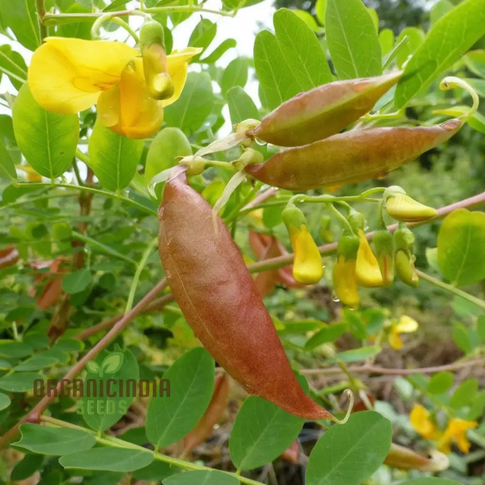Bladder Senna Seeds for Easy Outdoor Planting and Landscaping