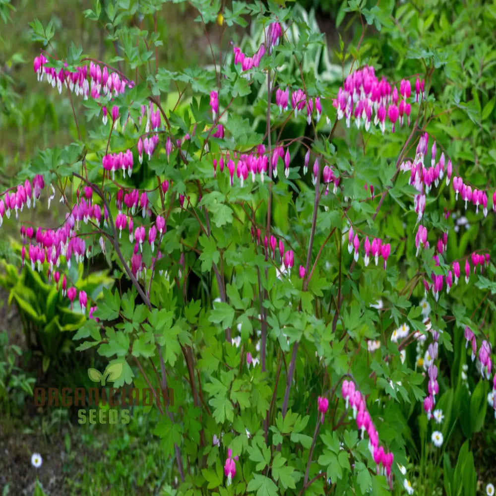 Purple bleeding heart bloom seeds for shade gardens