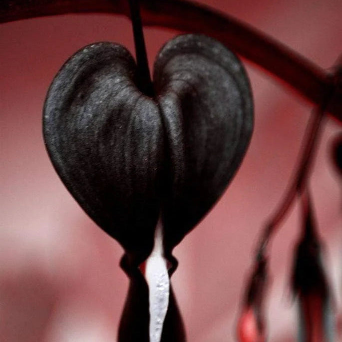 Bleeding heart seedlings growing from Non-GMO seeds