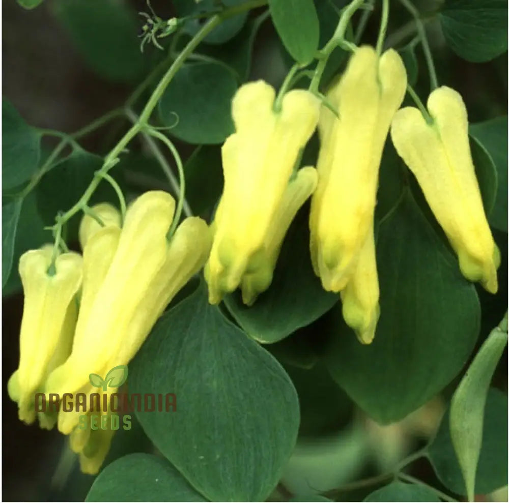 Heart-shaped yellow flowers growing in garden