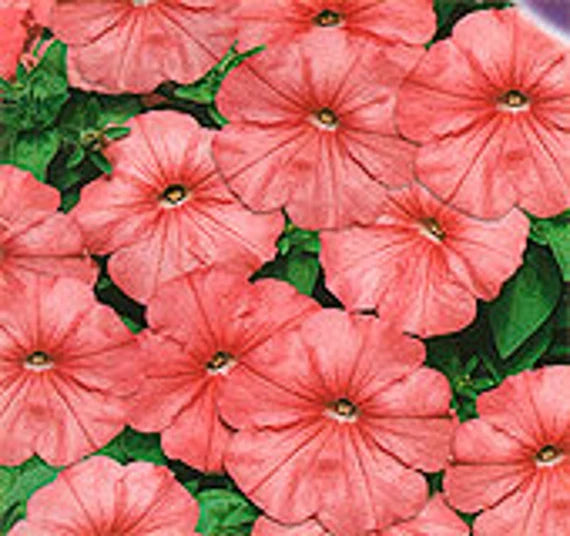 Blooming Salmon Petunia Seeds for Vibrant Home Garden Flowers