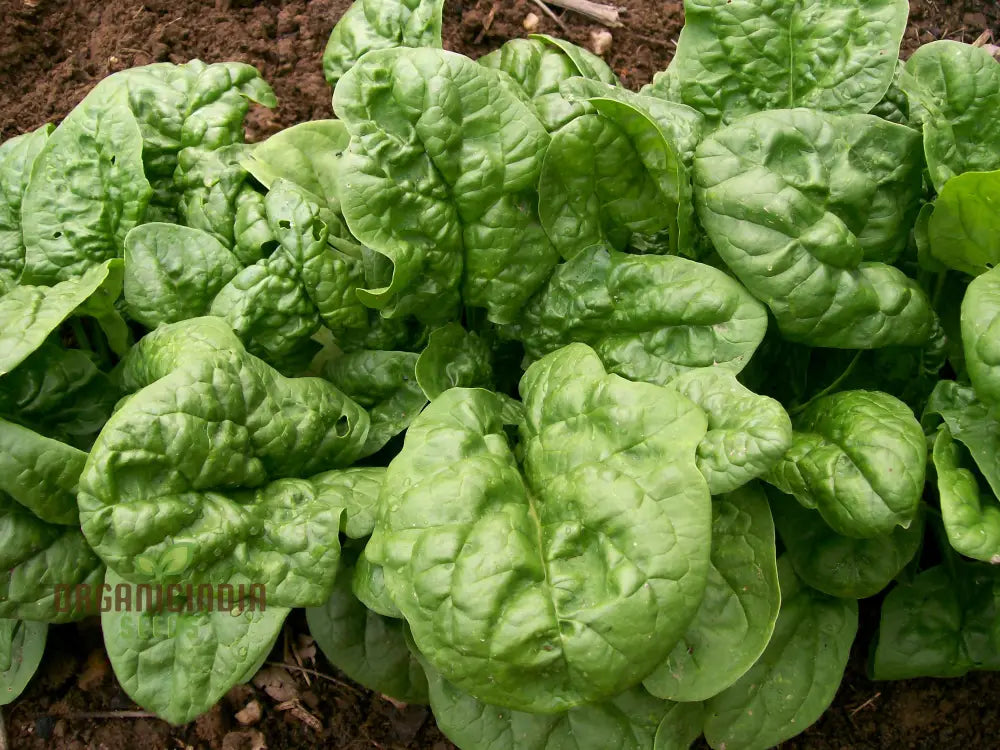 Closeup of Bloomsdale Spinach Leaves from Seeds