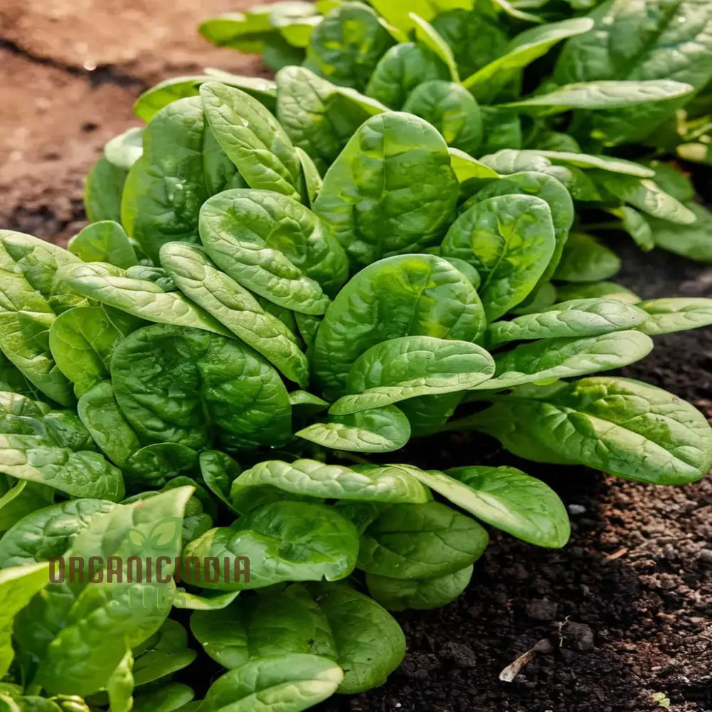 Bloomsdale Spinach Plants Growing in Garden from Seeds