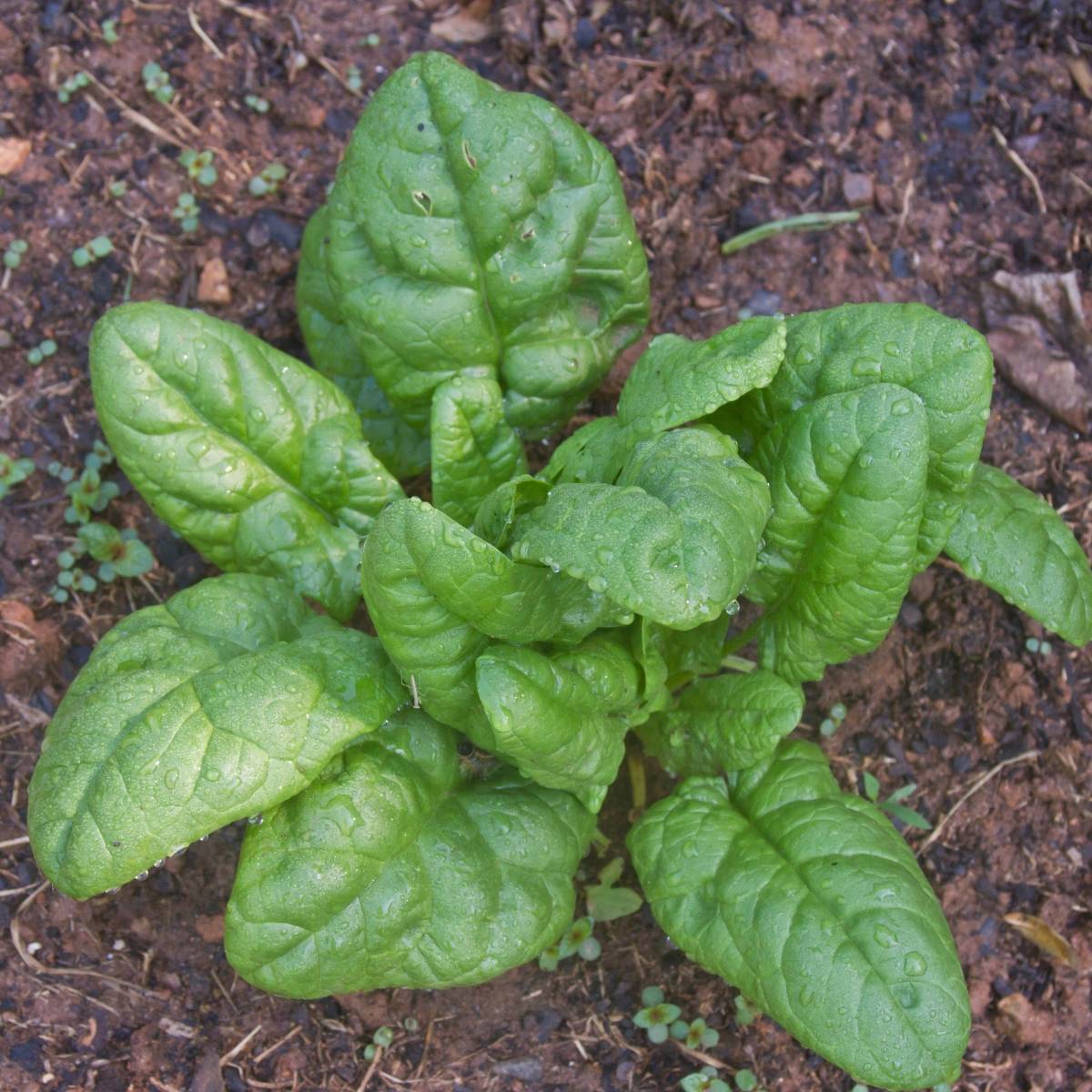 Mature Bloomsdale Long Standing Spinach Plant, Nutrient-Rich and Cold-Hardy