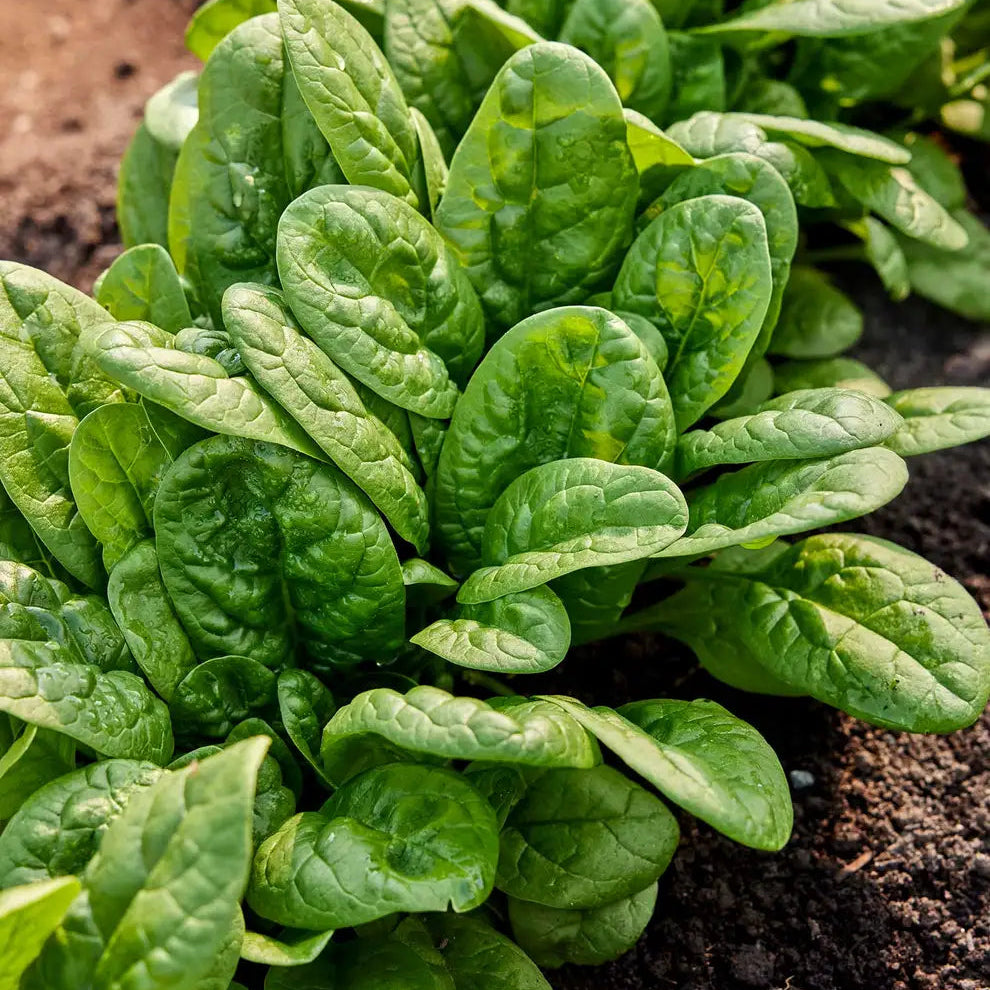 Bloomsdale Spinach Seedling, Easy-to-Grow Heirloom Leafy Greens