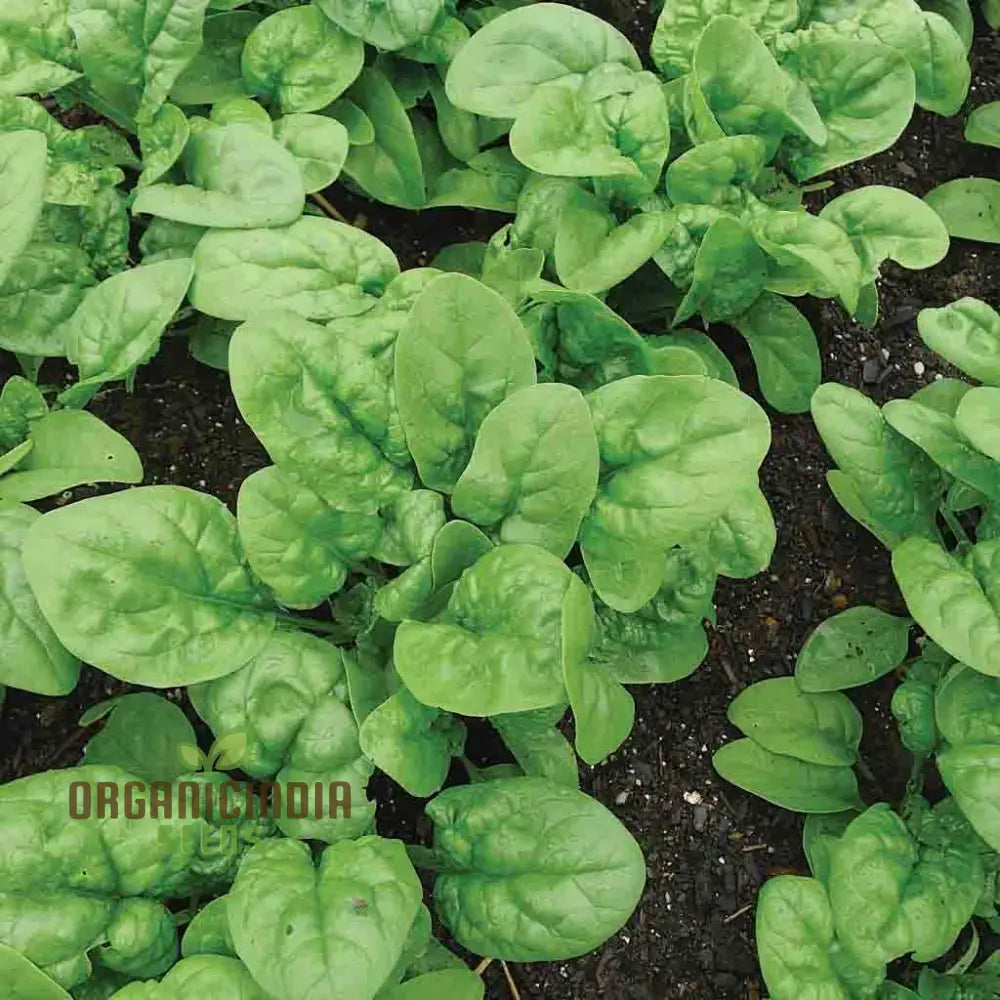 Bloomsdale Spinach Seeds for Planting, Premium Leafy Green Seeds