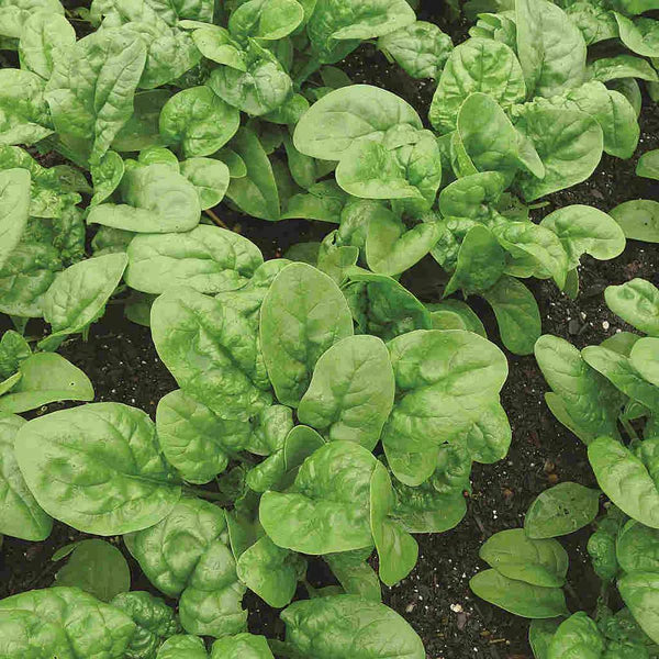 Bloomsdale Long Standing Spinach Seeds for Planting, Heirloom Cold-Hardy Greens